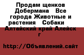 Продам щенков Добермана - Все города Животные и растения » Собаки   . Алтайский край,Алейск г.